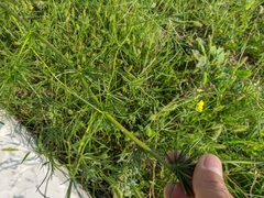 Asparagus verticillatus