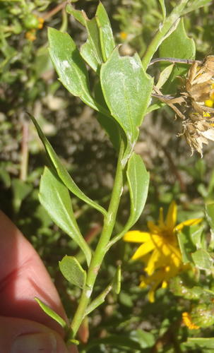 Osteospermum moniliferum