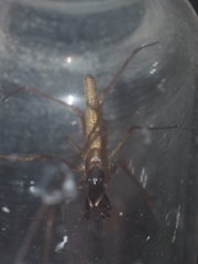 Tetragnatha ceylonica