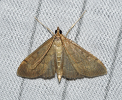 Anania mysippusalis