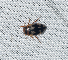 Heterosternuta wickhami