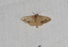 Idaea kendallaria