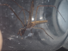 Tetragnatha ceylonica