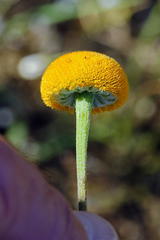 Cotula microglossa