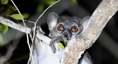 Lepilemur ruficaudatus