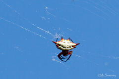 Gasteracantha sanguinolenta