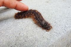 Lepidoptera