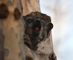 Lepilemur ruficaudatus