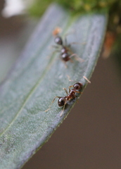 Pheidole megacephala