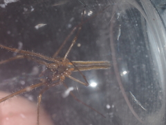 Tetragnatha ceylonica