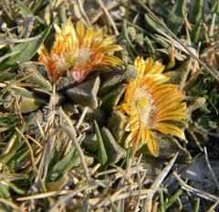 Nananthus vittatus