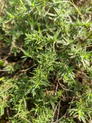 Thymus callieri