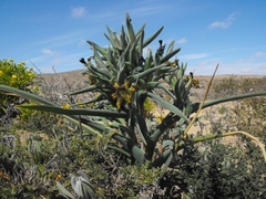 Ferraria schaeferi
