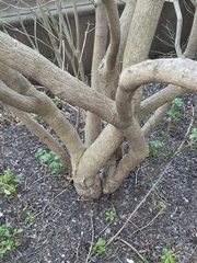 Euonymus europaeus