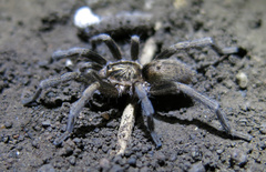 Harpactirella overdijki