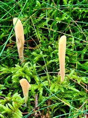 Clavariadelphus sachalinensis