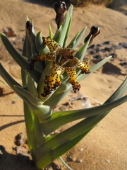 Ferraria schaeferi