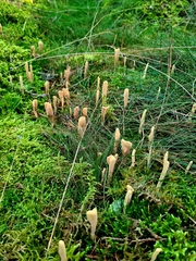 Clavariadelphus sachalinensis