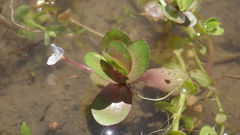 Bacopa repens