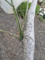 Euonymus europaeus