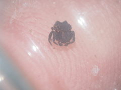 Boliscus tuberculatus