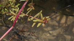 Rotala rotundifolia