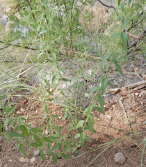 Brickellia brachyphylla