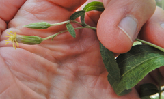 Brickellia brachyphylla