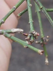 Euonymus europaeus