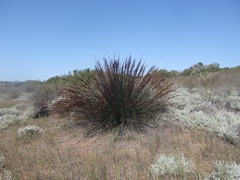 Thamnochortus insignis