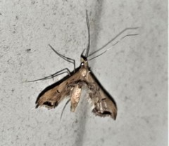 Euthrausta phoenicea