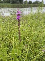 Lythrum salicaria