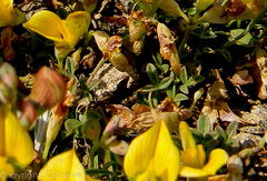 Crotalarieae