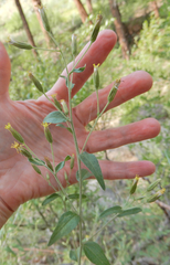 Brickellia brachyphylla