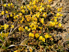 Crotalarieae