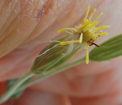 Brickellia brachyphylla