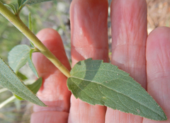 Brickellia brachyphylla