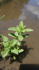 Limnophila chinensis