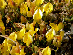 Crotalarieae