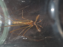 Tetragnatha hasselti