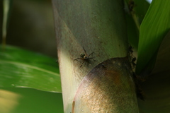 Notobitus meleagris