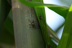 Notobitus meleagris