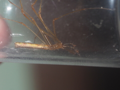 Tetragnatha hasselti