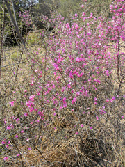 Indigofera basotha