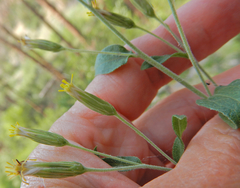 Brickellia brachyphylla