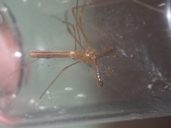 Tetragnatha hasselti
