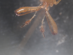 Tetragnatha hasselti