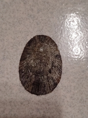 Nipponacmea concinna