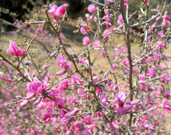 Indigofera basotha