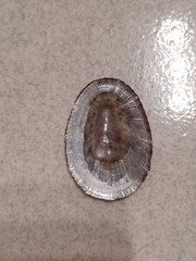 Nipponacmea concinna